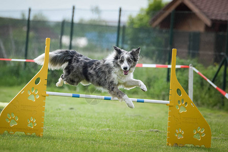 狗边境牧羊犬正在参加敏捷比赛捷克敏捷比赛的精彩一天他们是中级专家图片