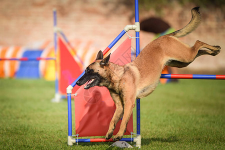 Malinois正在赛跑敏捷的比赛图片