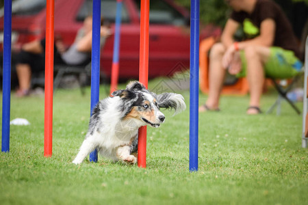 布拉格在狗公园Pesopark的脆弱竞争比赛中图片