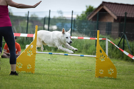 狗白人牧羊人在快速比赛中跳过奇坎奇赫敏捷竞赛令图片