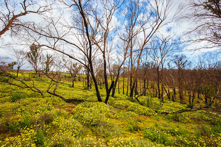 在澳大利亚维多利亚州墨尔本北部的MonnyGorge州公园的一个正在恢复的灌木林火灾区山背景图片