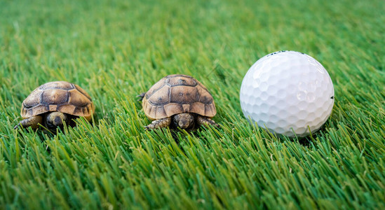 两只赫曼小海龟紧贴在高尔夫球的合成草地上图片