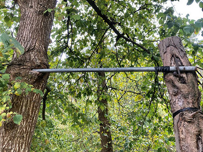 森林中一棵树上的单杠铁管和一棵活树一起长大公园引体向上的设备圆管图片