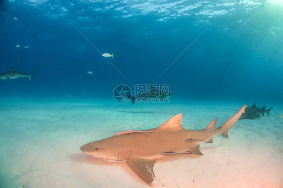 照片显示巴哈马背景中的柠檬鲨鱼与公图片