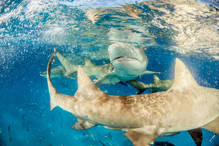 图片显示巴哈马的柠檬鲨图片素材