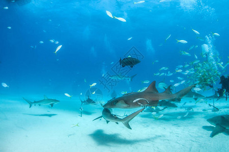 照片显示巴哈马的鲸鲨和驯鹿图片