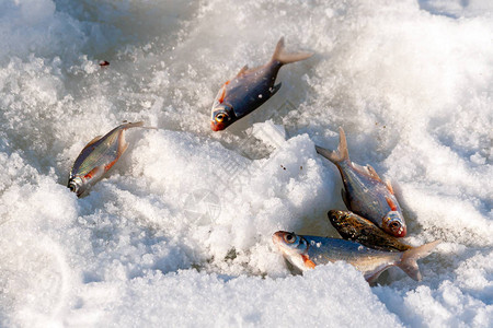 冬季捕鱼几条小鱼冬天渔夫的微弱捕图片
