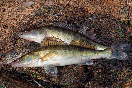 战利品捕获两条大淡水梭鲈鱼被称为桑德卢西奥佩卡图片