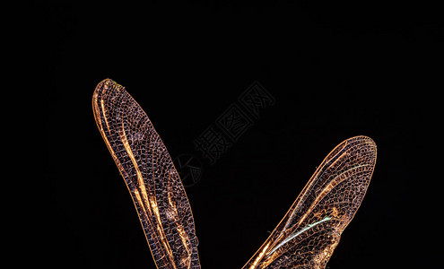 蜻蜓翅膀纹理的特写镜头图片