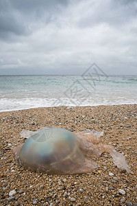 一只巨大的桶状Jellyfish鱼冲上科尼什海滩图片