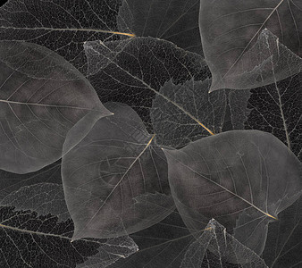 黑色背景上的灰色叶子图片素材