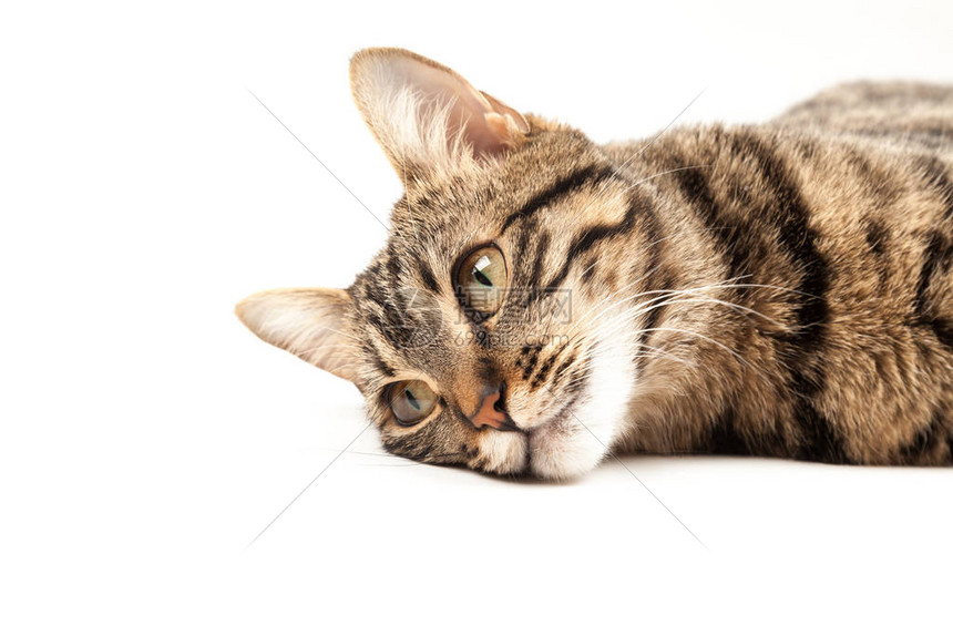国内埃及条纹小猫可爱的年轻红猫抽象模糊的白色背景上孤立室内宠物兽医和广告概念详细图片