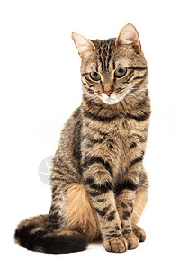 国内埃及条纹小猫可爱的年轻红猫抽象模糊的白色背景上孤立室内宠物兽医和广告概念详细图片
