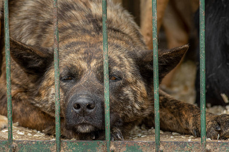 被锁在金属笼子里的可悲狗无家图片素材