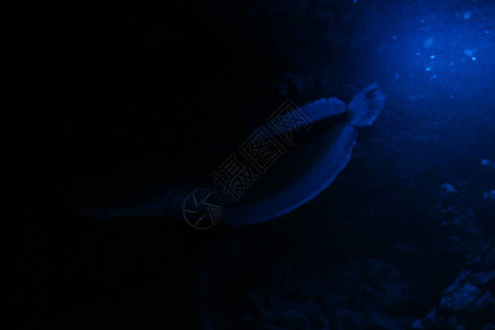 夜蓝光水族箱中的双鱼骨龙鱼银龙鱼图片
