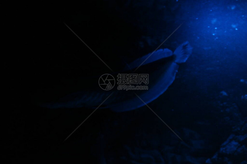 夜蓝光水族箱中的双鱼骨龙鱼银龙鱼图片