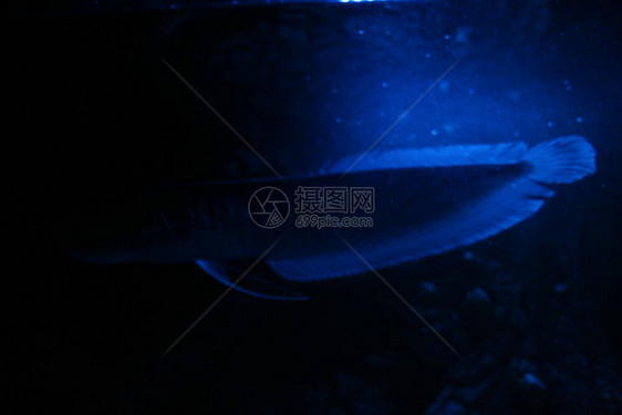 夜蓝光水族箱中的双鱼骨龙鱼银龙鱼图片