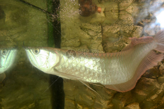 日光水族箱中的双鱼骨龙鱼图片