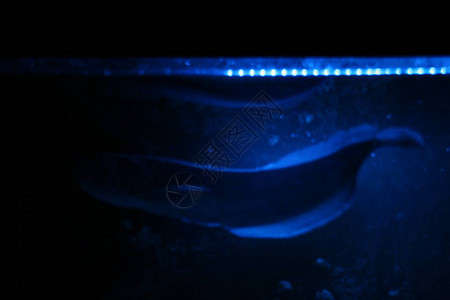夜蓝光水族箱中的双鱼骨龙鱼银龙鱼图片