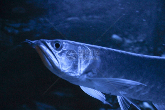 夜蓝光水族箱中的双鱼骨龙鱼银龙鱼图片