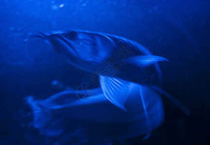 夜蓝光水族箱中的双鱼骨龙鱼银龙鱼图片