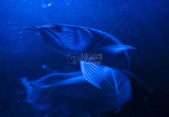 夜蓝光水族箱中的双鱼骨龙鱼银龙鱼图片