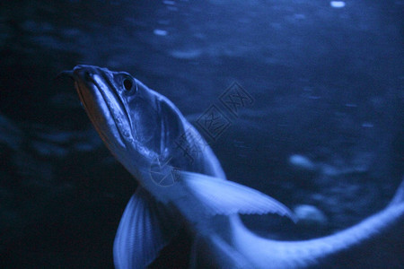 夜蓝光水族箱中的双鱼骨龙鱼银龙鱼图片