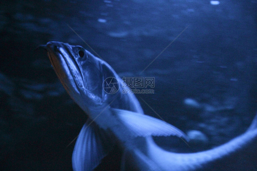 夜蓝光水族箱中的双鱼骨龙鱼银龙鱼图片