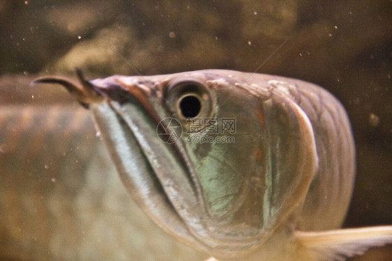 日光水族箱中的双鱼骨龙鱼图片