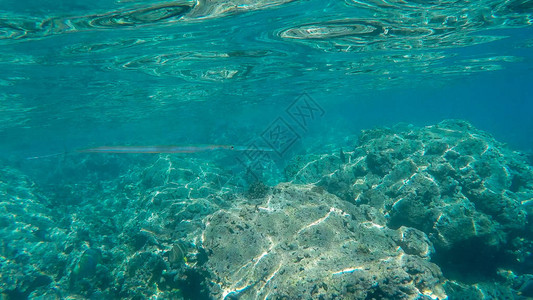 珊瑚玉哈瓦伊河哈努马湾有只角玉背景