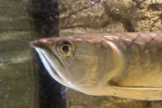 日光水族箱中的双鱼骨龙鱼图片