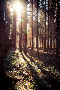 在林地春日树干和光线中有魔力的日图片