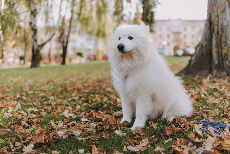 友爱的SamoyedDog图片