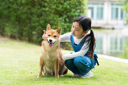 亚洲女孩正在花园里训练柴犬一个亚洲女孩和一只在花园里野图片