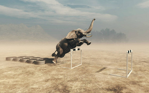 大象在训练轮胎之前获得适健和的概念这是背景图片