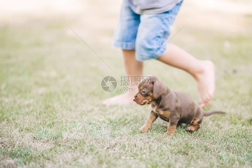 Dachshund小狗和孩子在绿草地玩耍图片