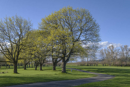 公共园景观和新的春天盛图片