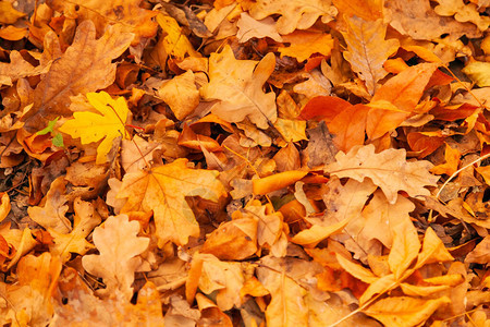 很多黄色和橙色的干树叶躺在地上图片
