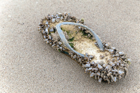 沙滩上的贝壳人字拖图片