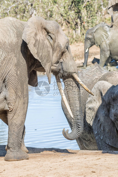 非洲大象牛LoxodontaAfrican图片