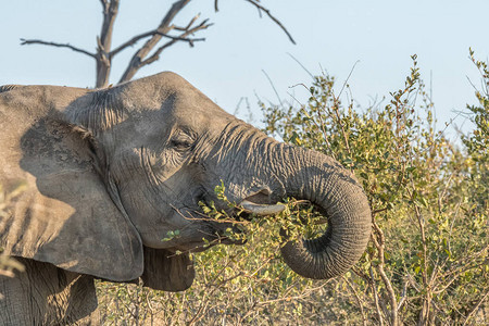 非洲大象LoxodontaAfricana的近身图片