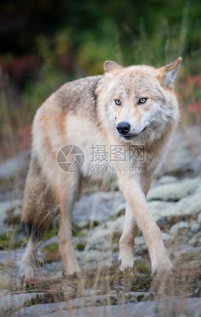 森林狼冲击东部前四 雄鹿背靠背迎强敌挑战实况直播