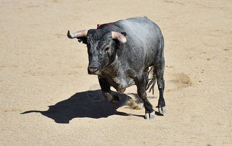 一头勇敢的西班牙公牛长着大角图片