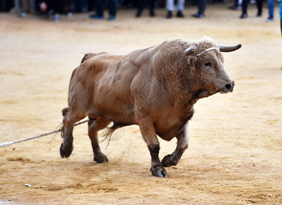 一只西班牙勇敢的公牛大角在斗牛场上奔跑在传统图片素材
