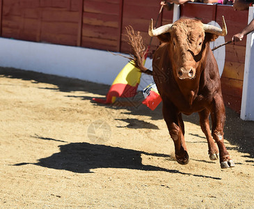 在传统斗牛表演中一头强壮的公牛在图片