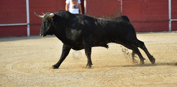 一只西班牙勇敢的公牛大角背景图片