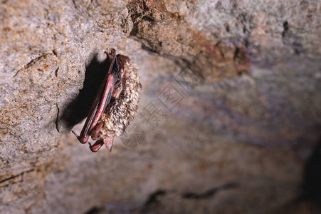 一只野蝙蝠在石头洞穴的天花板上做梦北高背景图片