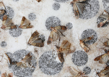 鸣虫素材死飞蛾叫做印地安尼米亚蜂鸣在粘合的诱饵上用强大的胶水背景