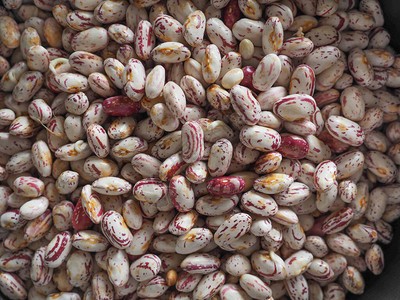 红豆各种常见豆类素食品科学名称图片