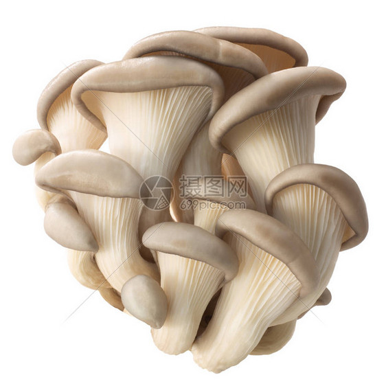 蘑菇Pleurotus图片